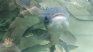 Белый амур - водорослиед! Чистит пруд от водорослей на камнях и на стенках!
