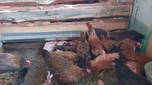 молодки начали нестись//будущее сельхозхозяйства. моя деревня.