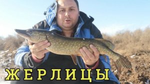 Оставил жерлицы с ночевкой и вот что получилось. Зимняя рыбалка на жерлицы.