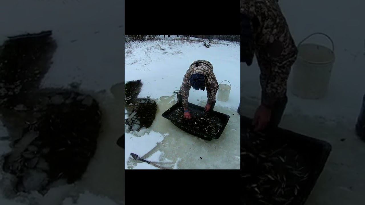 Спасаю тысячи рыб от замора смотреть онлайн