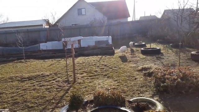 ЖИЗНЬ В ДЕРЕВНЕ /вес крольчат в месяц /новости на хозяйстве /болталочка #село #господарство смотреть онлайн