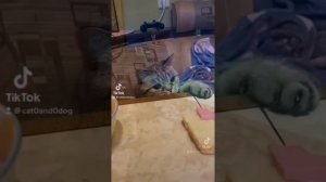 Тик ток животные / смешные животные / тик ток / приколы / 2021 / тренды тик ток /