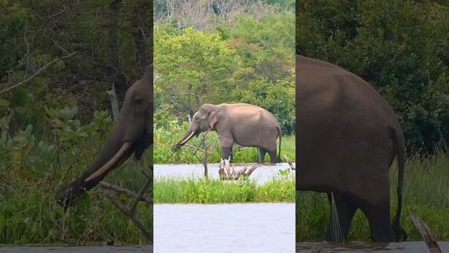 Азиатский слон | Asian elephant