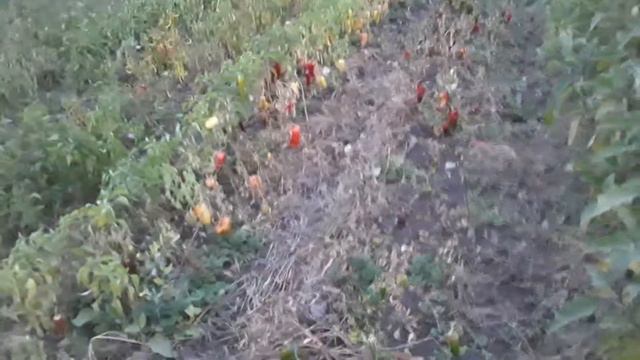 Сбор перца перед похолоданием.