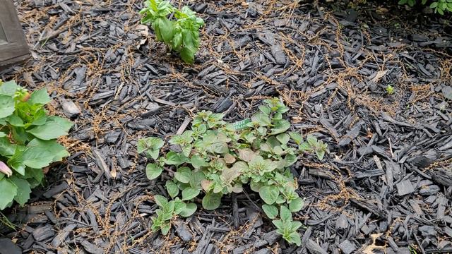 Vegetable Container Garden: Part Four//A Lady's Garden смотреть онлайн