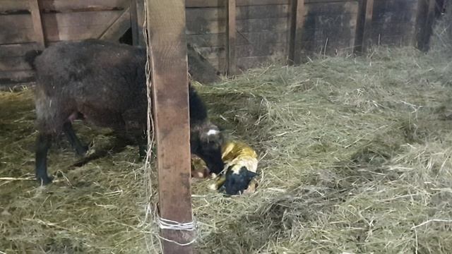 А вот и ещё 75% ярка от 50% чёрной Дорпер #dorper #dorpersheep #дорпер #семейнаяферма смотреть онлайн