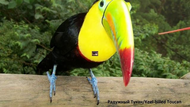 10 Самых Красивых Птиц в Мире / Top 10 Most Beautiful Birds In The World смотреть онлайн