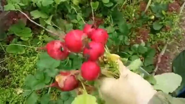 Отзыв о Редисе Денис (Уральский Дачник) от доктора сельскохозяйственных наук А.Е.Соловьевой
