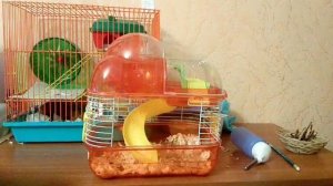 Хомяк в поезде?/Как перевозить хомячка или крысу