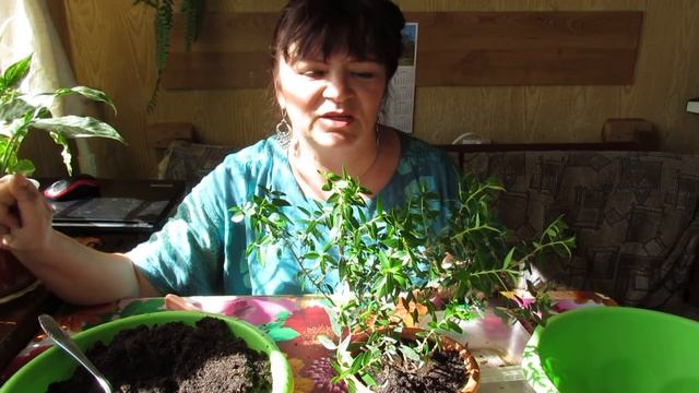 МИРТ: пересадка, черенкование, уход. смотреть онлайн