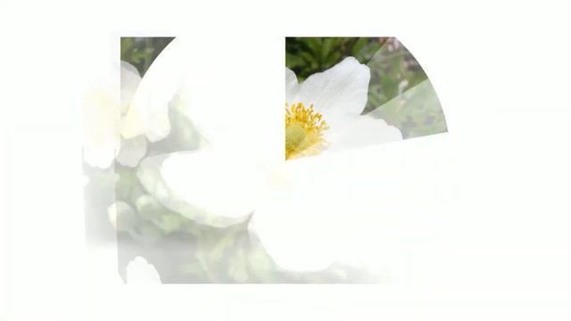 Ветреница лесная (Anemone Sylvestris)