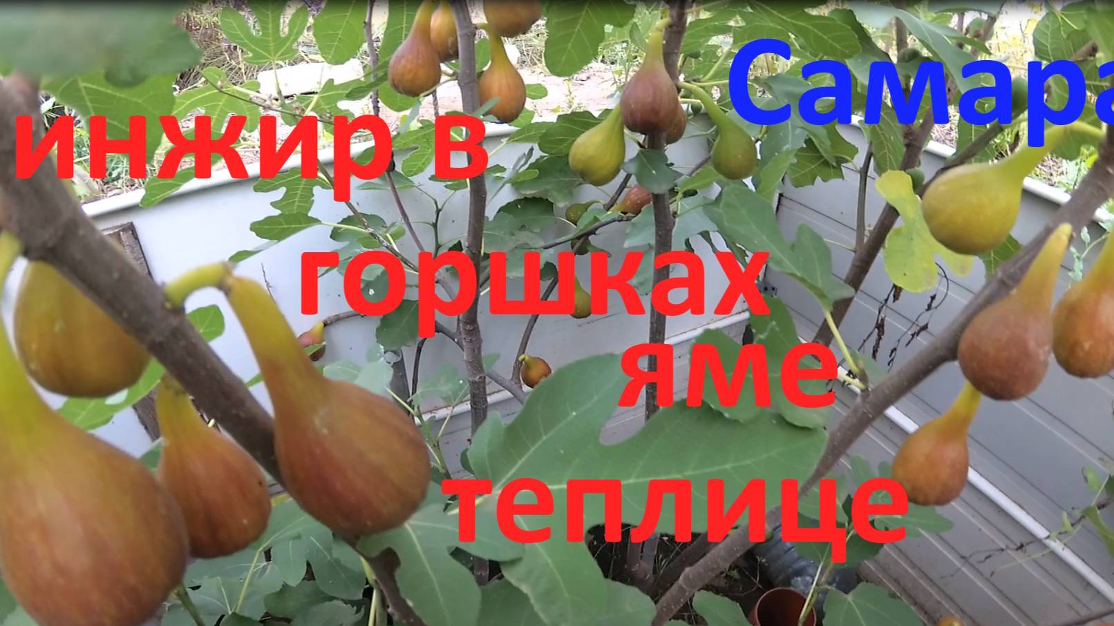 Инжир: горшок, яма или теплица.