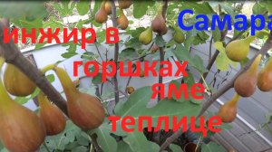 Инжир: горшок, яма или теплица.