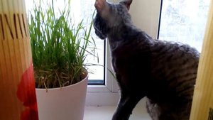 Серенькая кошечка, села на окошечко.