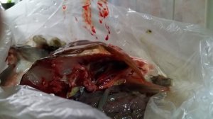 бьющееся сердце рыбы.