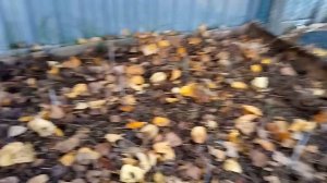 Выращивание женьшеня в средней полосе