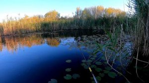 ТОЛЬКО ЗАКИНЬ В ОКНО ЁЛОЧКИ ОН ЛОЖИТ ПОПЛАВОК! РЫБАЛКА НА ПОПЛАВОК НА УТРЕННЕЙ ЗОРЬКЕ!