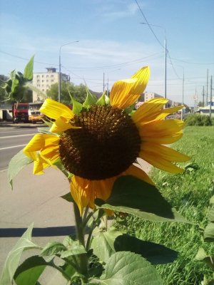 Август. Жара 29 градусов. Санкт-Петербург.