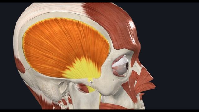 Височная мышца (m. temporalis) 3D Анатомия