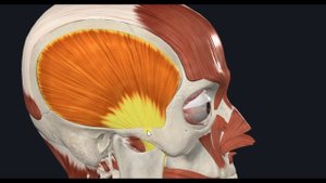 Височная мышца (m. temporalis) 3D Анатомия