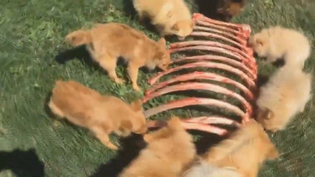 Вместо зубной щётки для собак смотреть онлайн