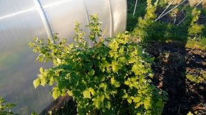 ОШИБКИ В УХОДЕ ЗА МАЛИНОЙ ВЕСНОЙ.