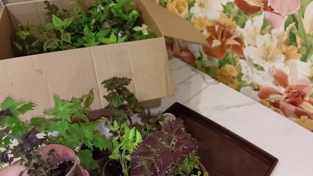Затарилась яркостью: новые колеусы приехали домой. Часть 1