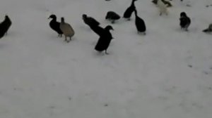 утки Индийский бегунок