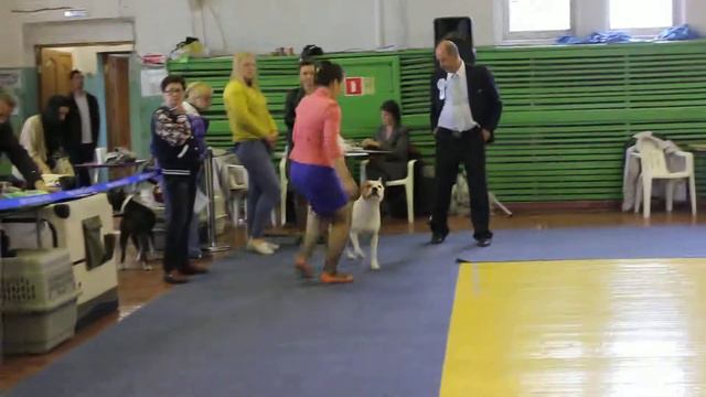 ам.стафф кобель чемпион 17.05.2015 CACIB Владивосток смотреть онлайн