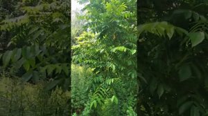 Черный орех в Подмосковье