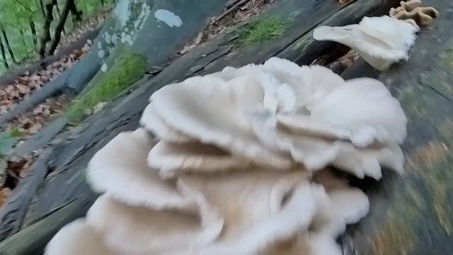 Pleurotus pulmonarius - LETNJA BUKOVAČA