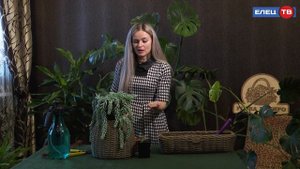 Как выращивать суккулент Очиток Моргана в домашних условиях – в рубрике «Нескучный сад