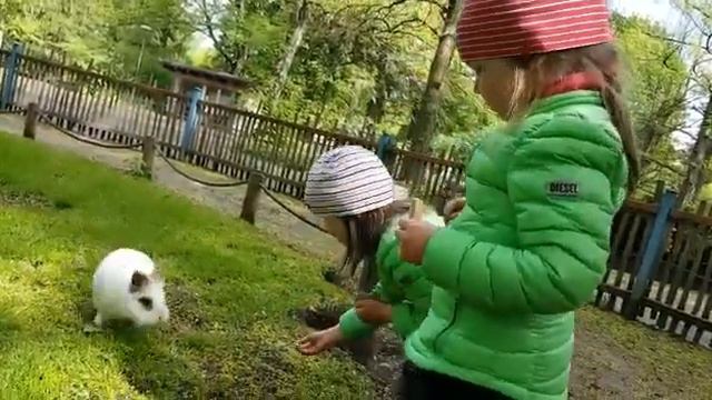 Лара и Эмили кормят кролика в зоопарке / Lara and Emily feed a rabbit at the zoo смотреть онлайн