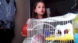 Ухаживаем за джунгариками