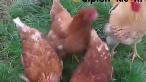 Куры породы Ломан Браун - Lohman Brown