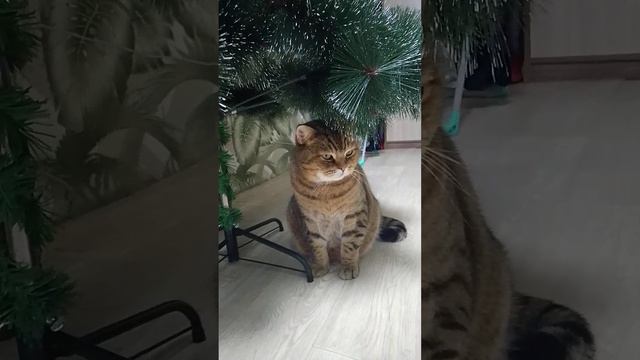 блин не успели показать танец но покажем в следующем видео ПОДПИСЫВАЙТЕСЬ ПОЖАЛУЙСТА 🌄🌄🐤🐤 смотреть онлайн
