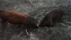 Бежта бои быков бык Загала Бежта Дагестан. 2019г