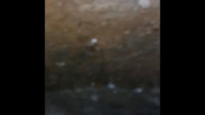 Крысы прогрызли бетон