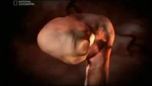 Кошки  Жизнь до рождения  In The Womb  Cats  полная версия