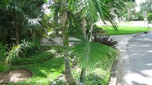 Dypsis pembana Palm