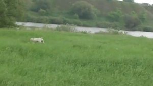 ОХОТА С ПОЙНТЕРОМ-1