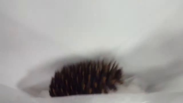 Шишка прячется в бумаге смотреть онлайн