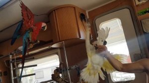 Игры - это одно из главных занятий нашей семьи!)Игры с ребёнком и попугаями. Какаду,Гиацинтовый Ара