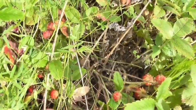 Собираем в лесу клубнику на зиму. Заготовка ягод))) смотреть онлайн