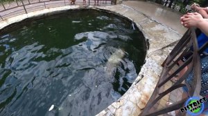 ПАРК ЛЬВОВ ТАЙГАН в Крыму 2021 | Обезьяна сломала камеру. Стоит ли идти сегодня? Реальный обзор!