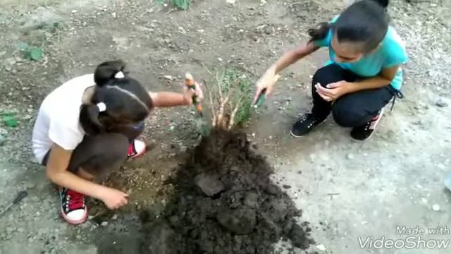 Բույսերի խնամք смотреть онлайн