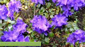 Blue Baron Rhododendron - Landscaping Ideas - eichenlaub
