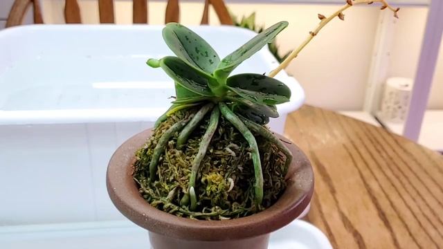 Японский мини фаленопсис Sedirea Japonica Daruma