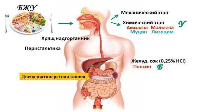 Пищеварение: лучшая схема.