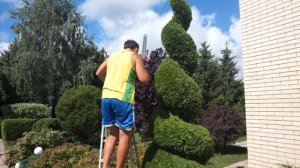 Спираль из туи! Четыре сезона спустя!